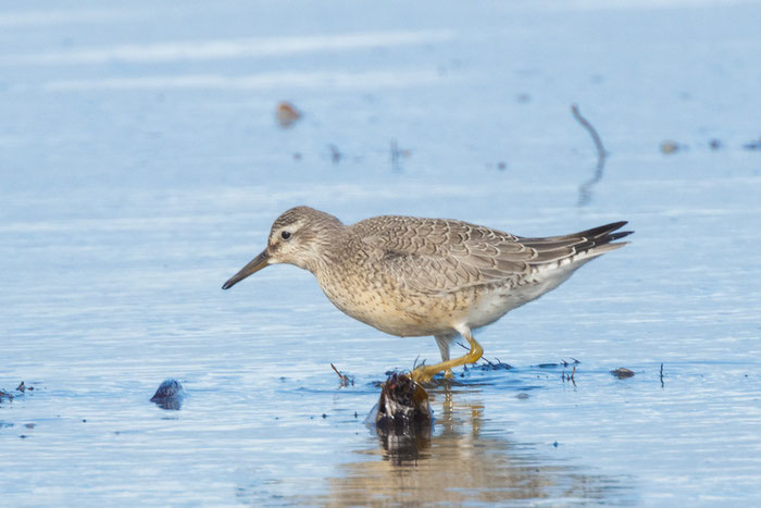 Knutt (Calidris canutus) im Jugendkleid, September auf Helgoland. Läuft im Spühlsaum der Düne und sucht nach Nahrung.