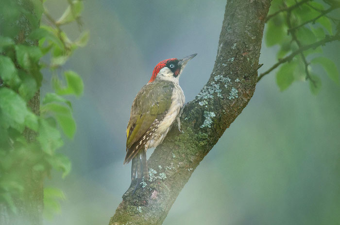 Grünspecht (Picus viridis), Foto: Viola Wege