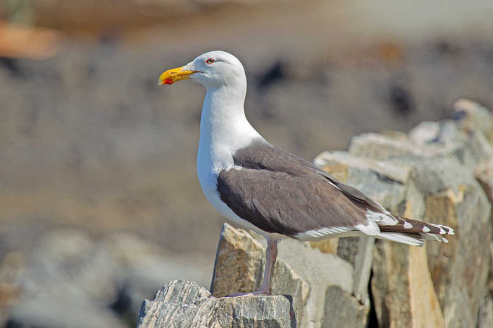 Mantelmöwe (Larus marinus)