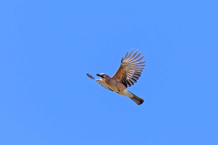 Eichelhäher (Garrulus glandarius)