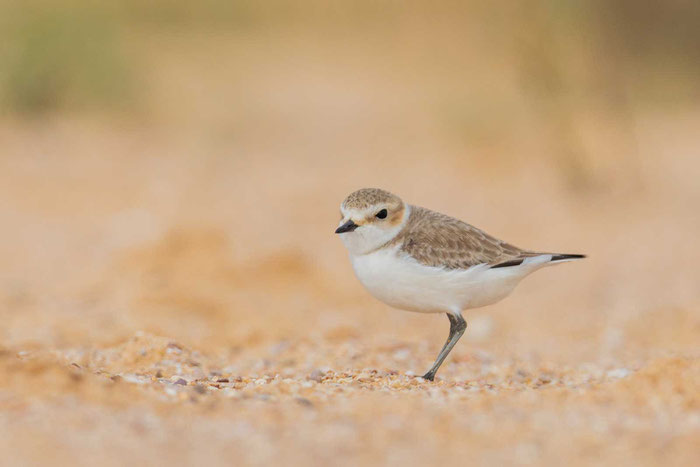 Seeregenpfeifer (Charadrius alexandrinus)