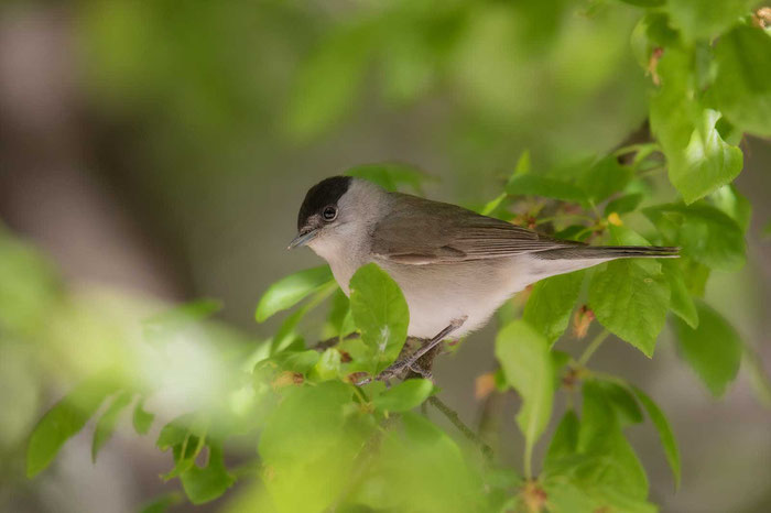 Mönchsgrasmücke (Sylvia atricapilla)