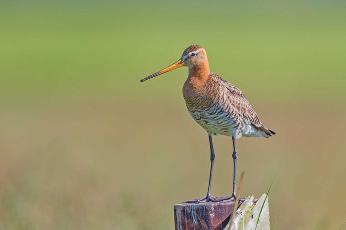 Uferschnepfe (Limosa limosa)