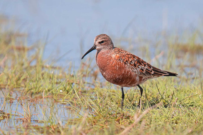 Sichelstrandläufer (Calidris ferruginea)