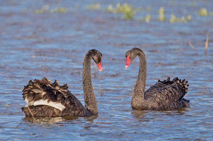 Schwarzschwanpaar (Cygnus atratus) bei der Balz