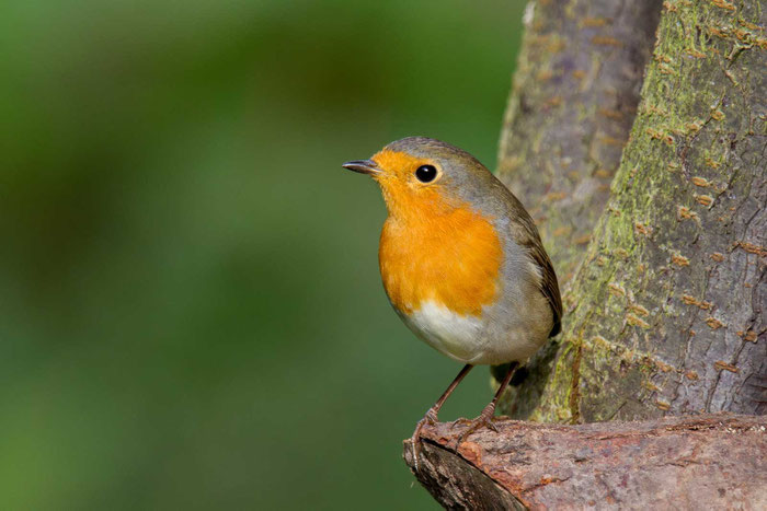 Rotkehlchen (Erithacus rubecula)