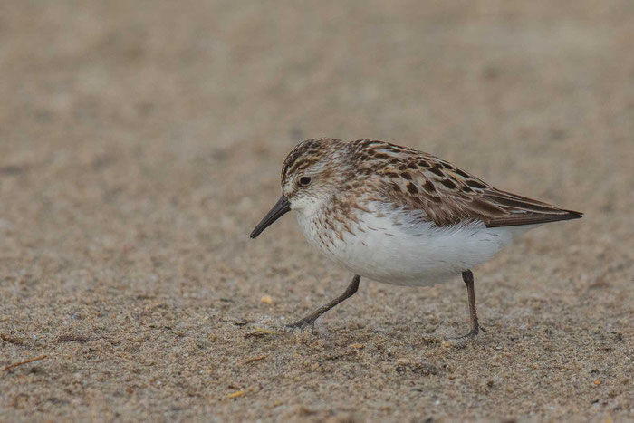 Sandstrandläufer (Calidris pusilla)