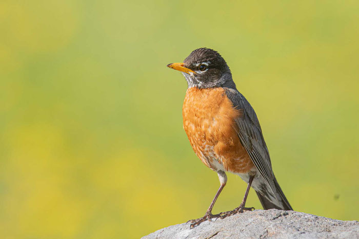 Wanderdrossel (Turdus migratorius) 