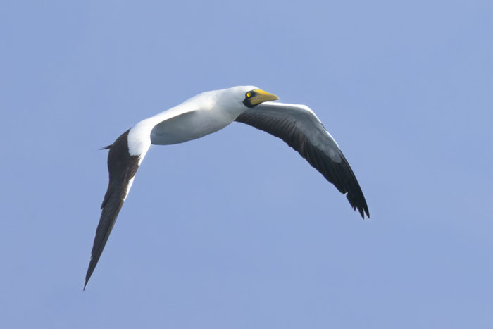 Maskentölpel (Sula dactylatra), Oman (Januar 2026), an der Küste des Arabischen Meers. 