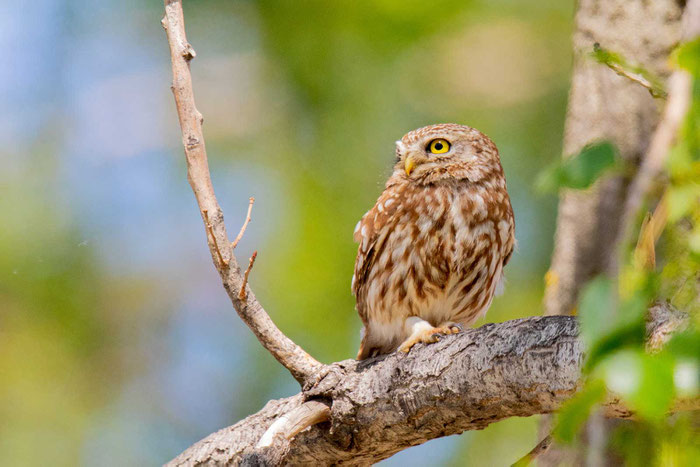 Steinkauz (Athene noctua)