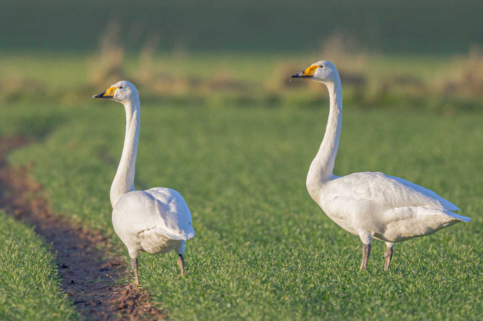 Singschwan (Cygnus cygnus), bei Schönbach in Mittelhessen 