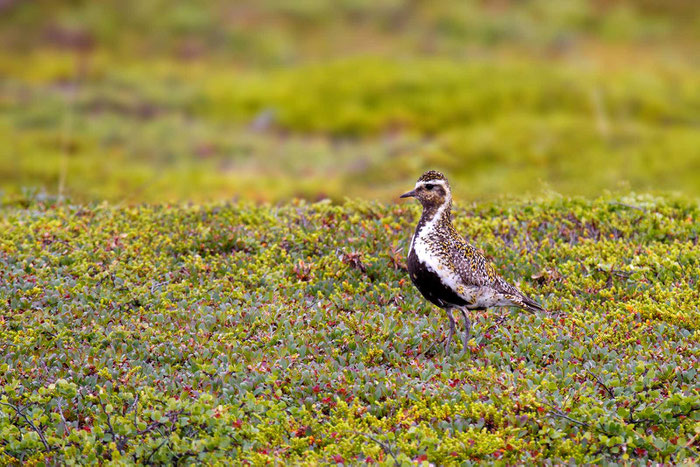 Goldregenpfeifer (Pluvialis apricaria)