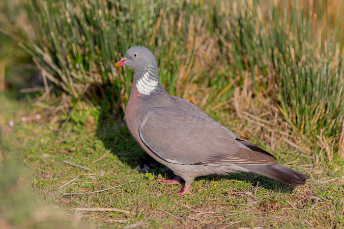 Ringeltaube (Columba palumbus)