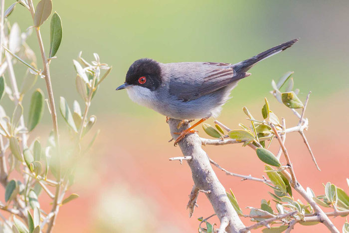 Samtkopf-Grasmücke (Curruca melanocephala)