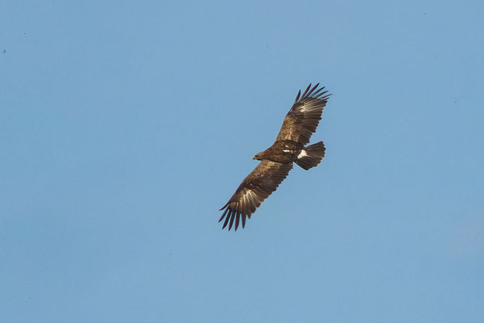 Schreiadler Clanga pomarina, im Flug. Man sieht die 'Komma' auf der Oberseite.