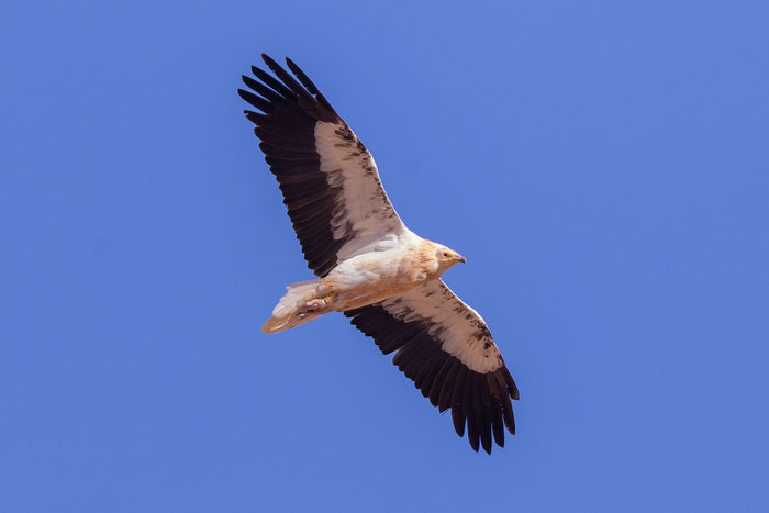 Schmutzgeier (Neophron percnopterus)