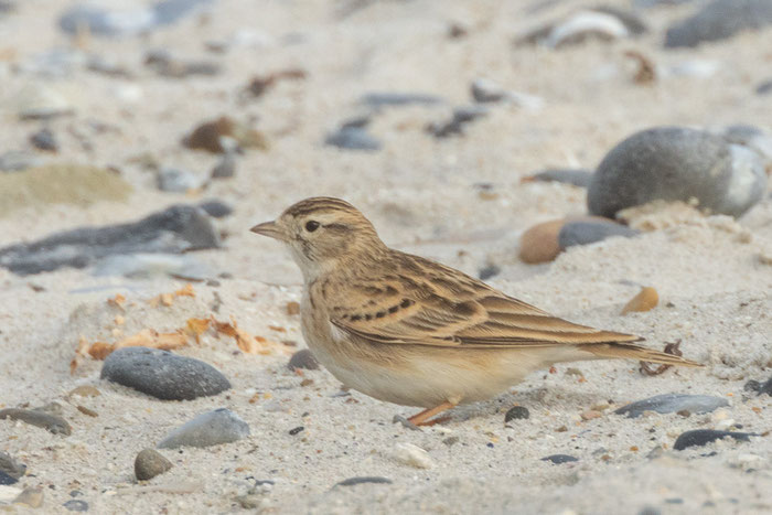 Kurzzehenlerche (Calandrella brachydactyla) am Strand der Helgoländer Düne. 