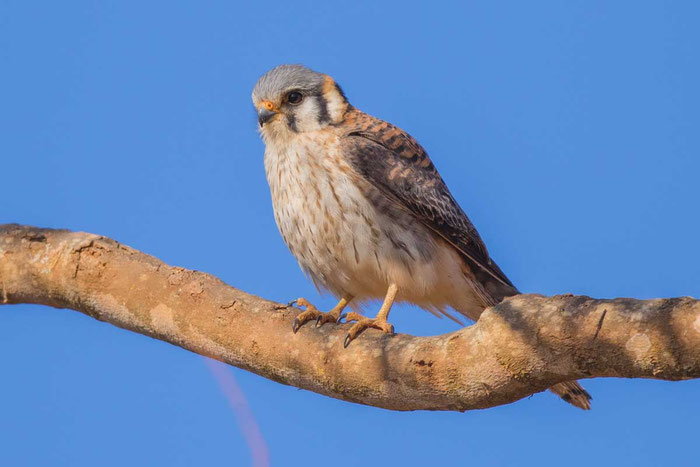 Buntfalke (Falco sparverius); Brasilien im August 2015. Sitz t auf einem Ast.