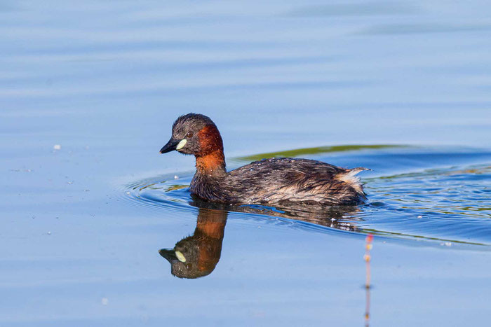 Schwimmender Zwergtaucher im Prachtkleid.