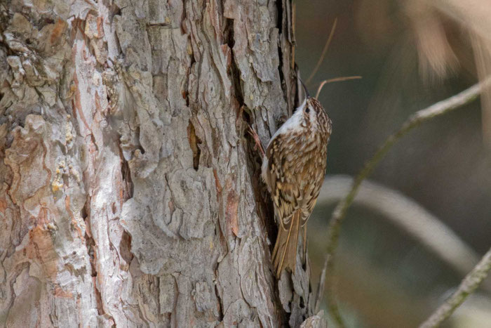 Waldbaumläufer (Certhia familiaris)