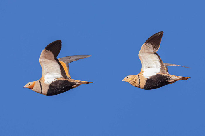 Männliches und weibliches Sandflughuhn (Pterocles orientalis)