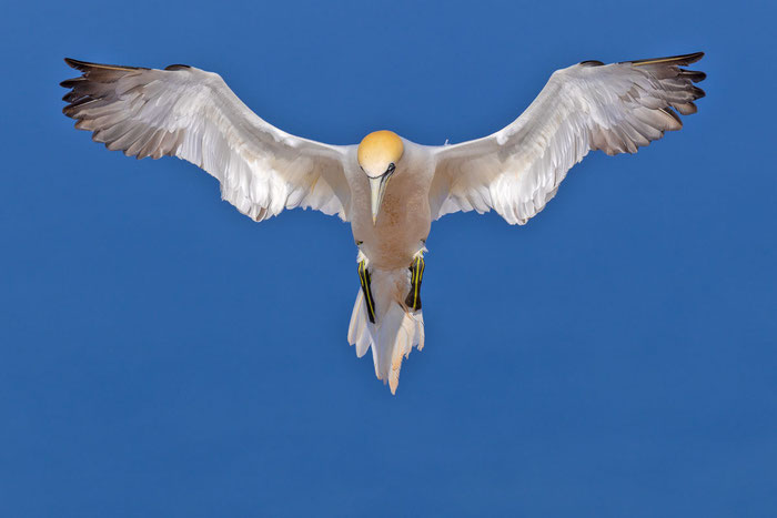 Kopfprofil eines Basstölpels auf der Insel Helgoland. 