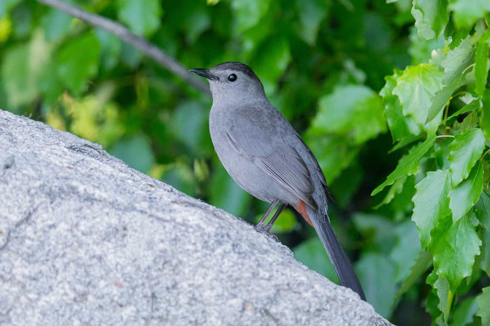 Katzenvogel (Dumetella carolinensis)