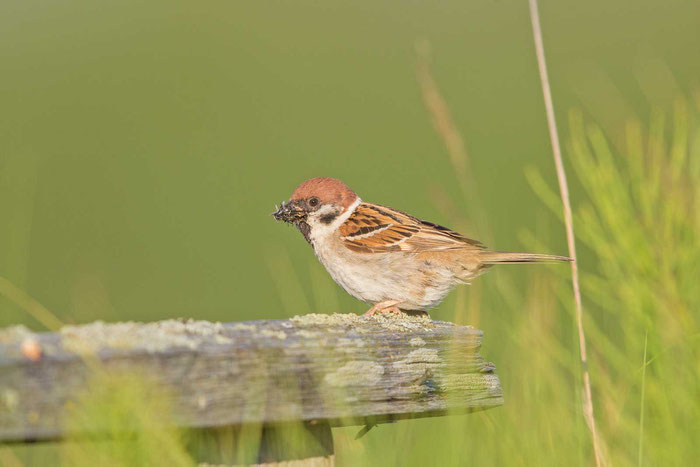 Feldsperling (Passer montanus)