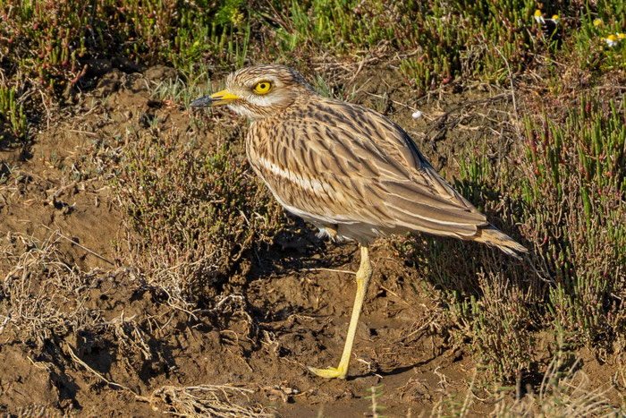  Triel (Burhinus oedicnemus)