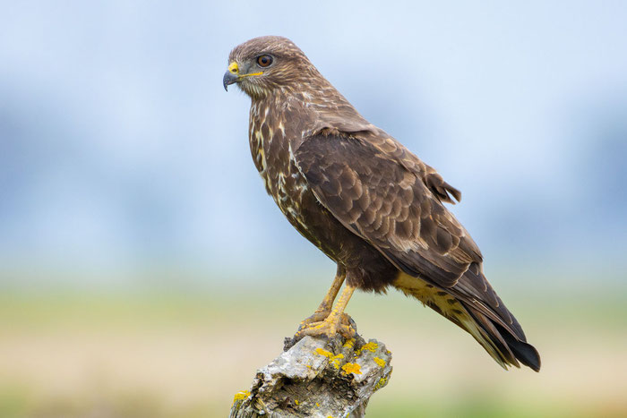 Mäusebussard (Buteo buteo)