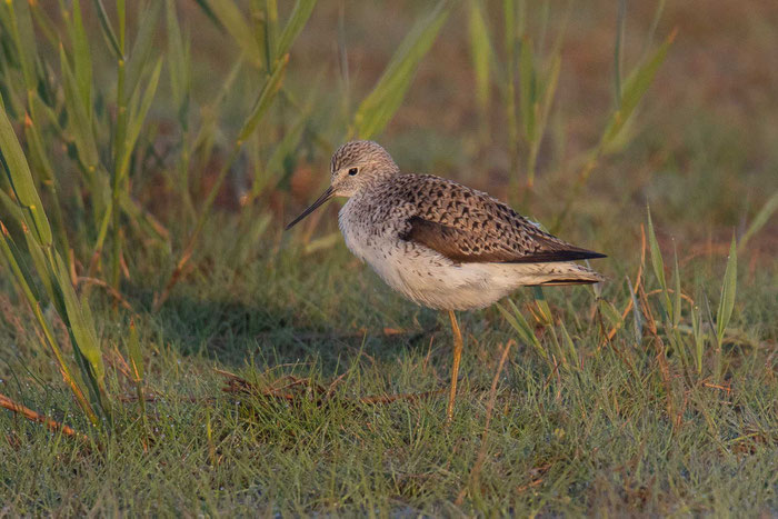 Teichwasserläufer (Tringa stagnatilis)