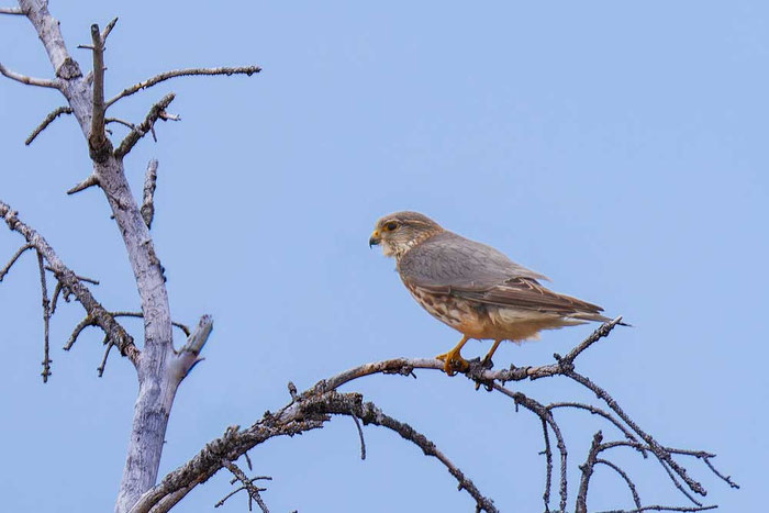 Merlin (Falco columbarius); Manitoba, Kanada 2019