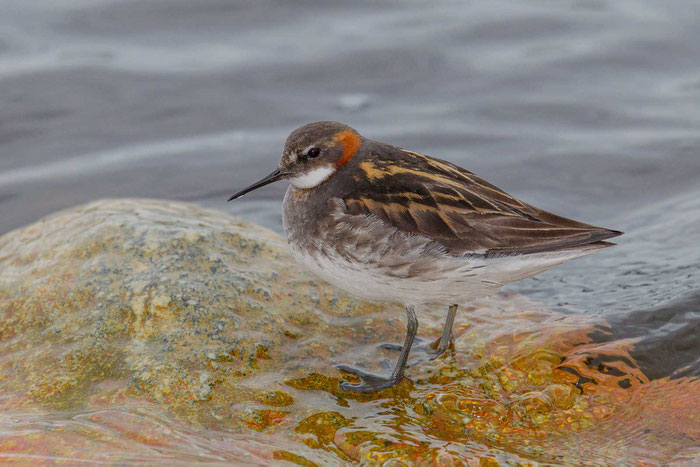 Odinshühnchen (Phalaropus lobatus)