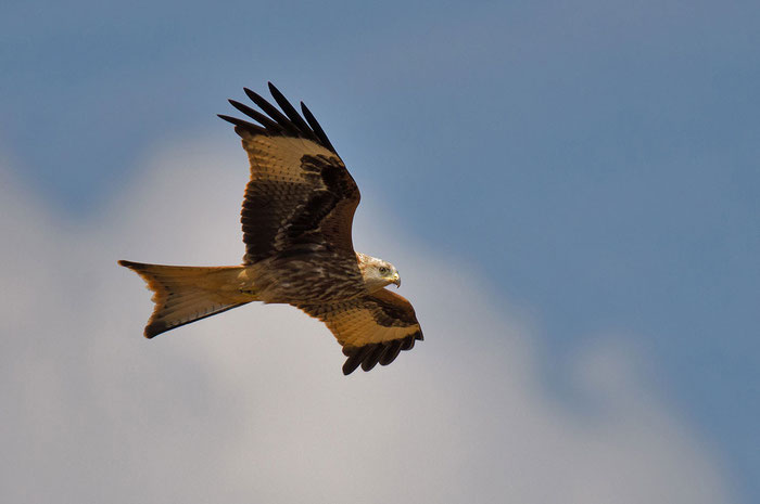 Rotmilan (Milvus milvus), Foto: Viola Wege