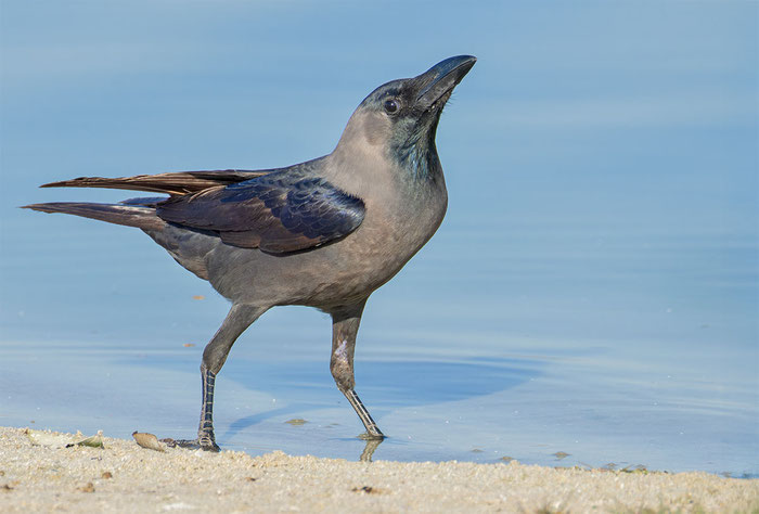 Glanzkrähe (Corvus splendens); Oman (Januar 2026), trinkt am Rand eines Gewässers.