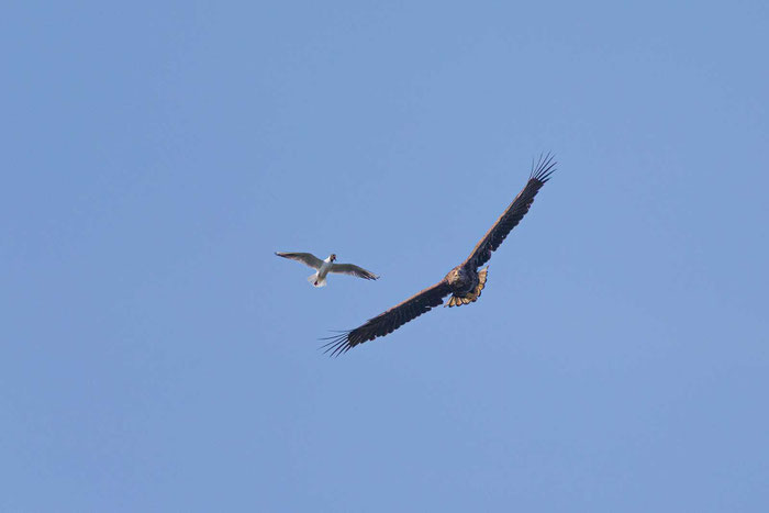 Seeadler (Haliaeetus albicilla)