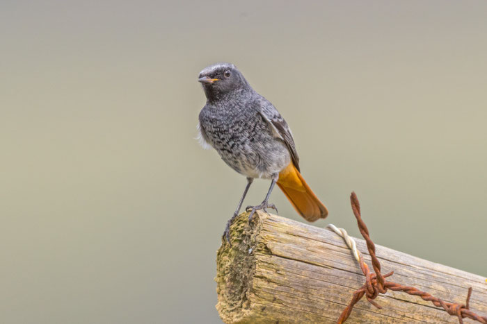 Der Hausrotschwanz, Vogel des Jahres 2025, sitzt auf einem Zaunpfahl.