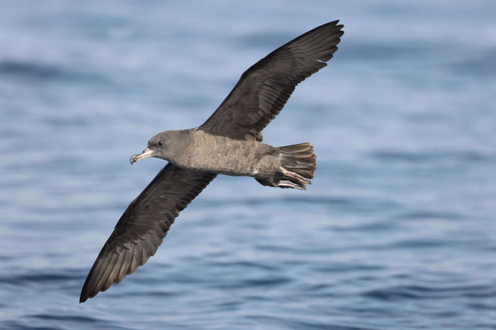 Blassfuß-Sturmtaucher (Ardenna carneipes) vor der Küste des Omans (Januar 2026).