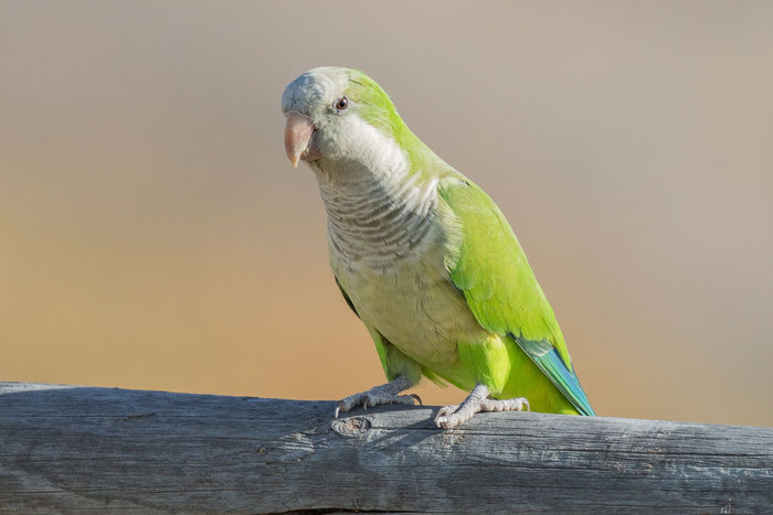 Mönchssittich (Myiopsitta monachus)