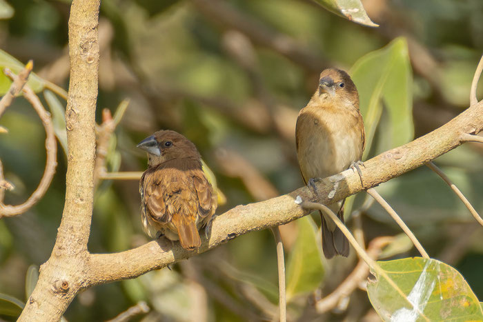 Muskatbronzemännchen (Lonchura punctulata); Oman (Januar 2026).