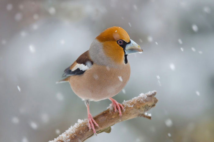 Kernbeißer (Coccothraustes coccothraustes) im Schnee; Foto: Viola Wege