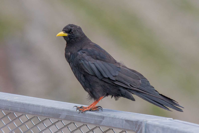 Alpendohle (Pyrrhocorax graculus)