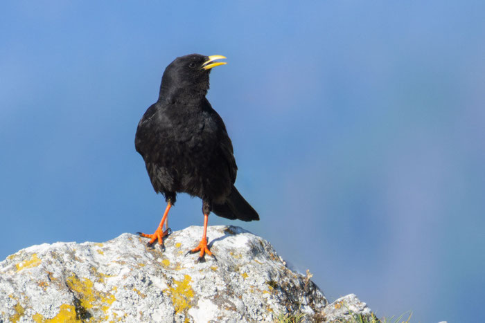 Alpendohle (Pyrrhocorax graculus)