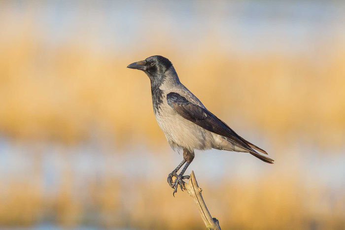 Nebelkrähe (Corvus cornix)