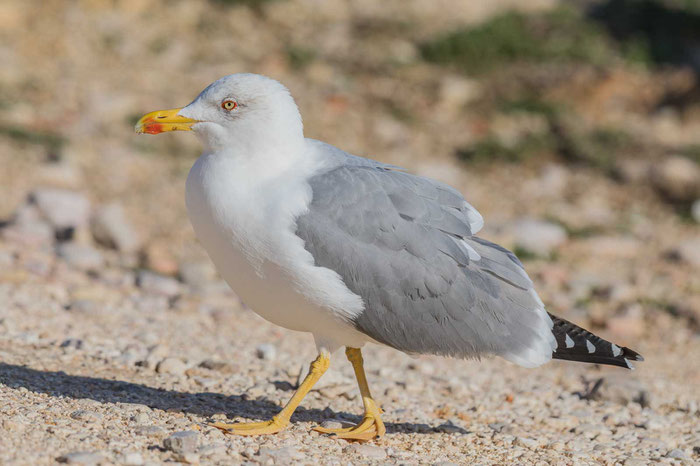 Mittelmeermöwe (Larus michahellis)