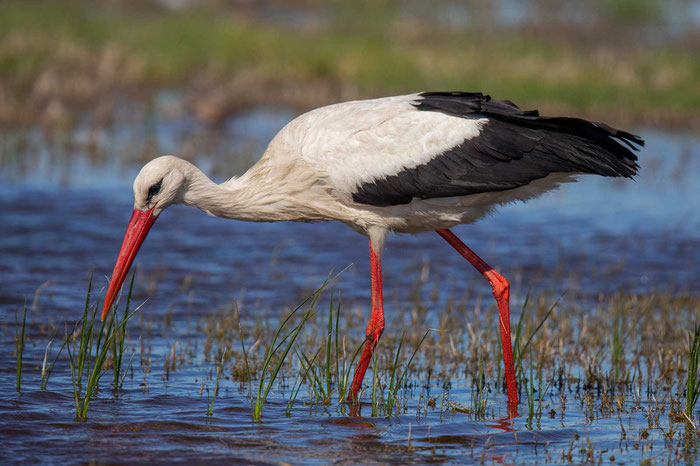 Weißstorch bei der Nahrungssuche an der rumänischen Schwarzmeerküste.