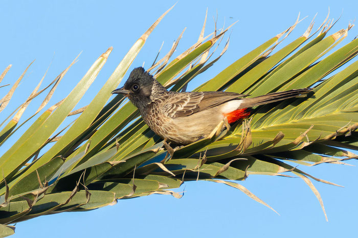Rotsteißbülbül (Pycnonotus cafer)