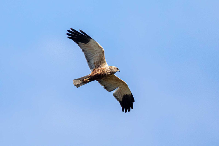 Rohrweihe (Circus aeruginosus)