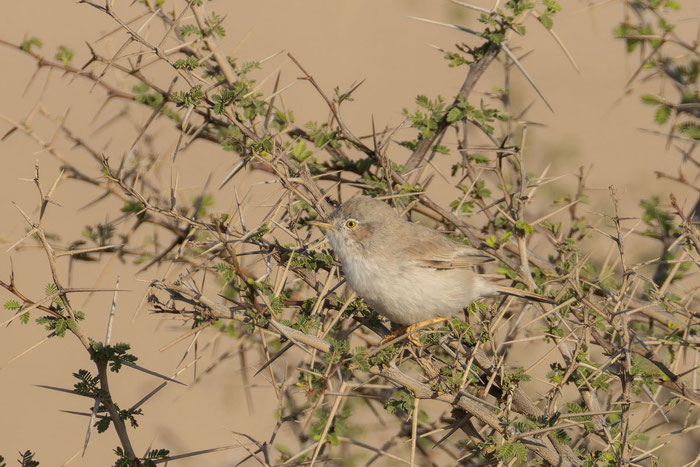 Wüstengrasmücke (Curruca nana), Oman (Dezember 2025), sitzt in einem dornigen Strauch. 