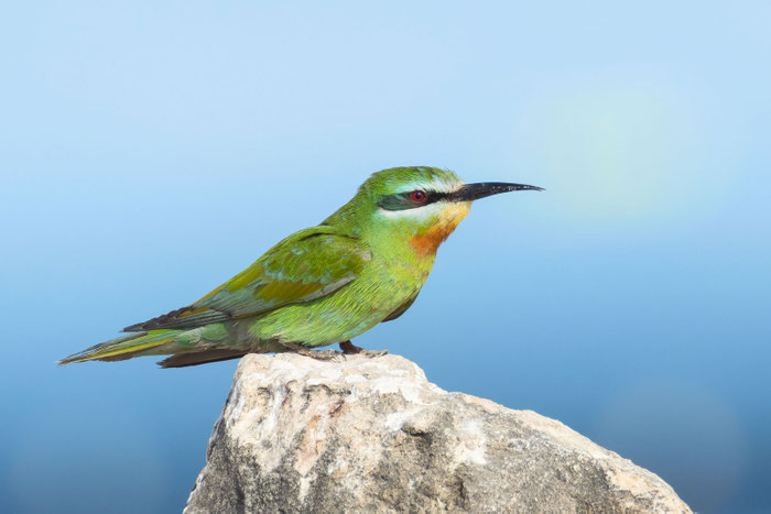 Blauwangenspint (Merops persicus) sitzt auf einem Stein. Oman (Dezember 2025).